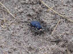 Image of Cicindela (Cicindela) coerulea coerulea Pallas 1773