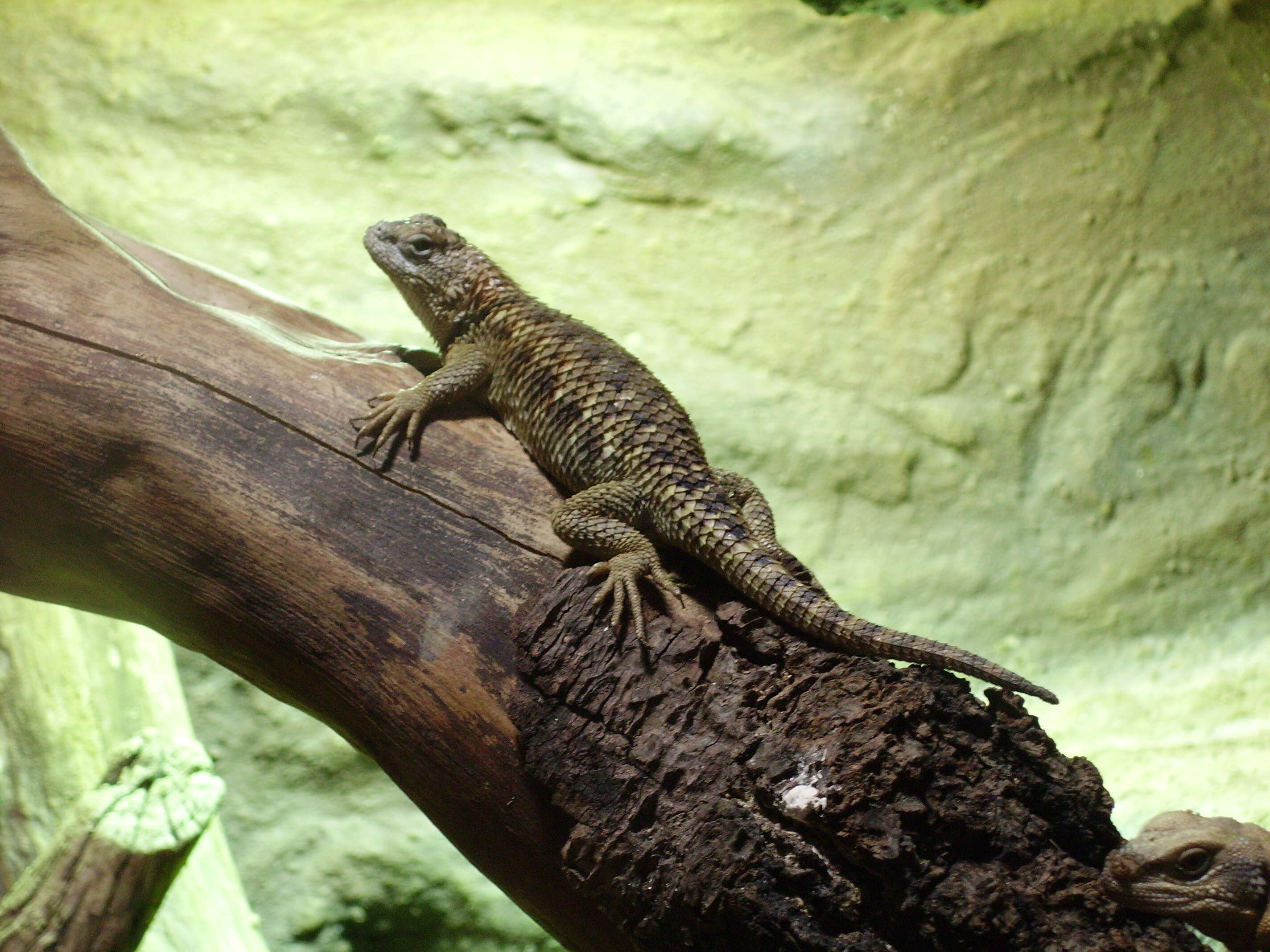 Image of Desert Spiny Lizard