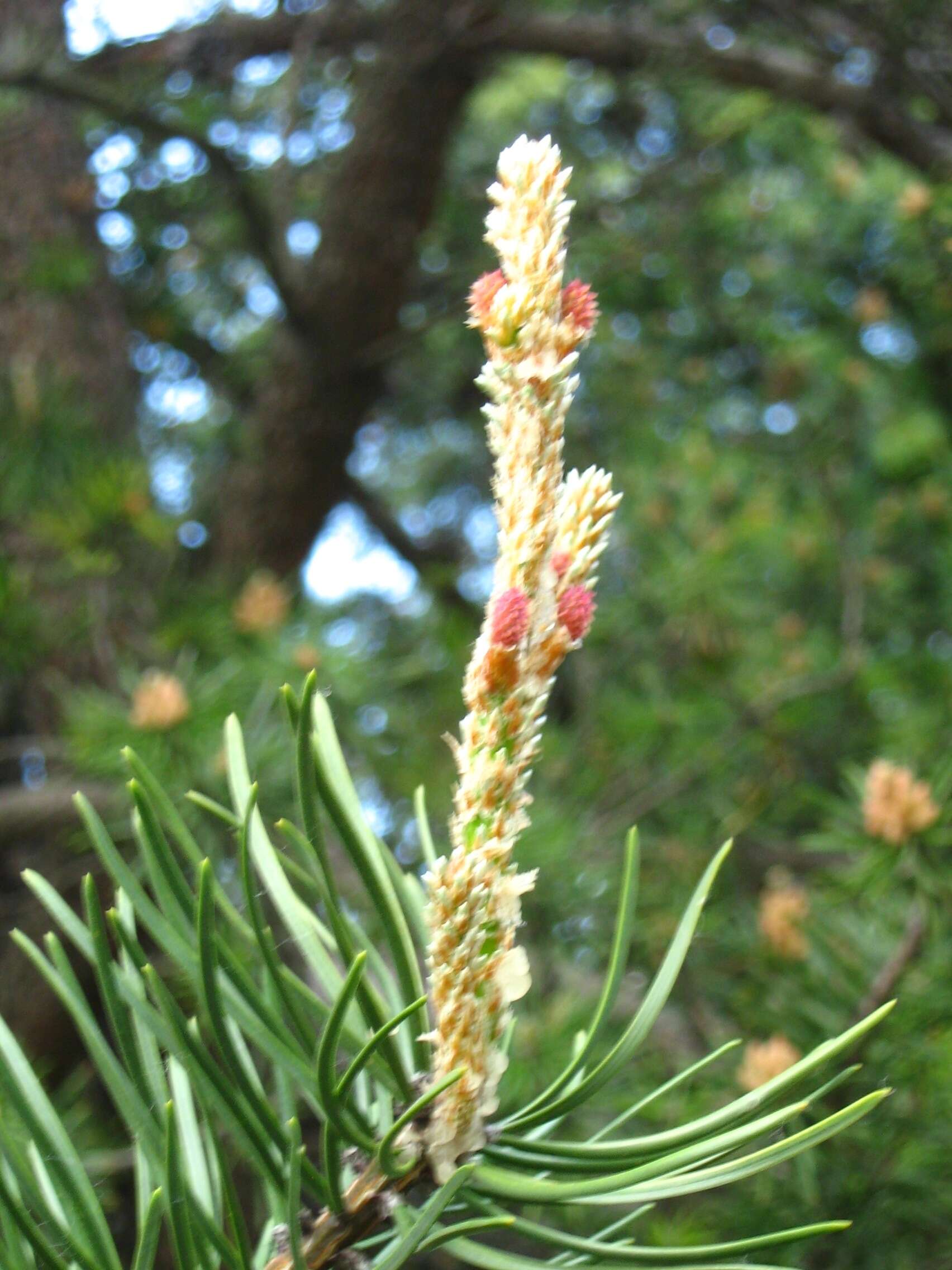 Image of jack pine