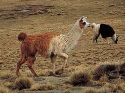 Image of llama