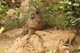 Image of Guinea Baboon