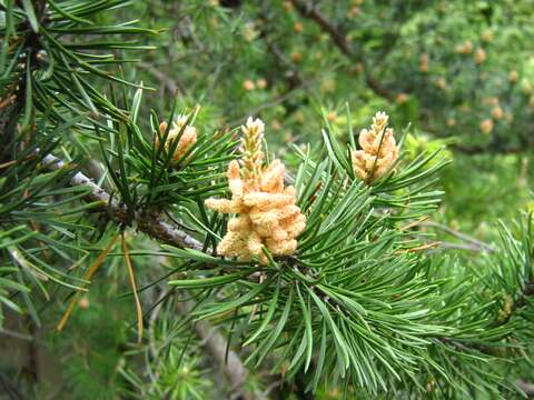 Image of jack pine