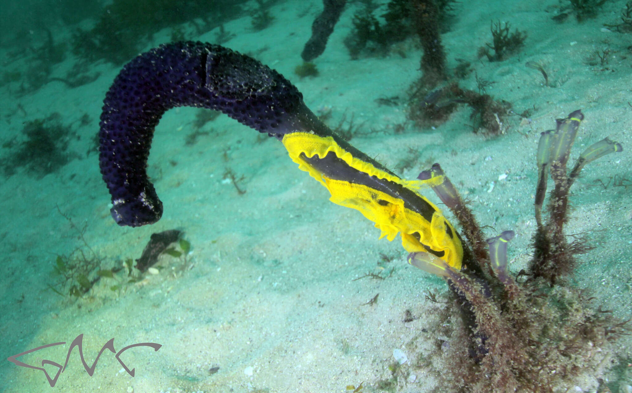 Image de Nembrotha rosannulata Pola, Cervera & Gosliner 2008