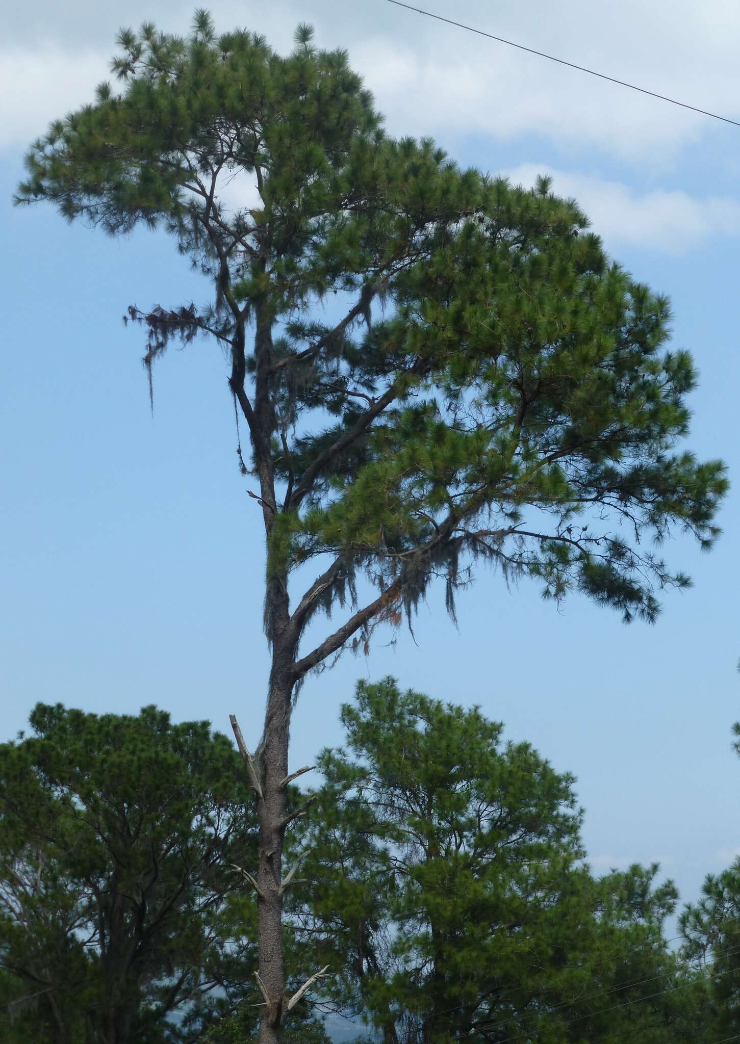 Image of Hispaniolan Pine