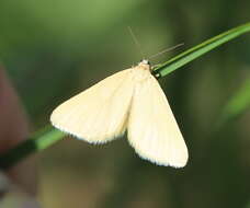 Image of Drab looper moth