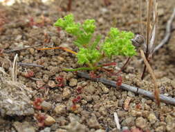 Image of Lastarriaea chilensis Remy