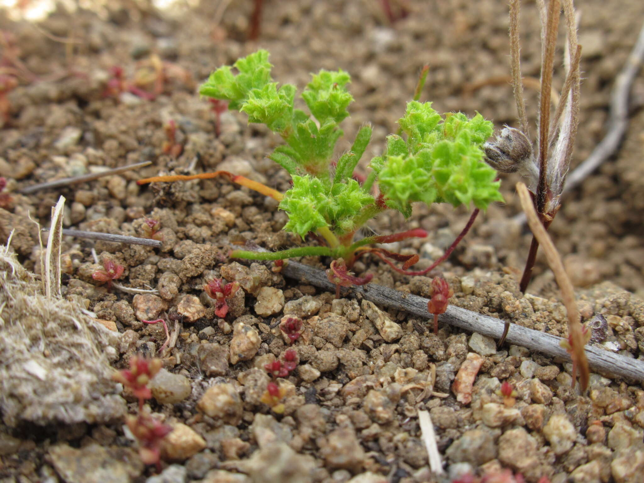 Image of Lastarriaea chilensis Remy