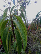 Image of Lippia hirsuta L. fil.