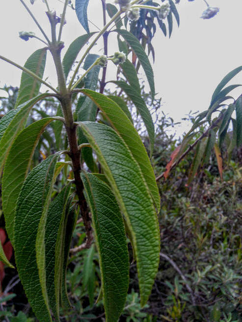 Image of Lippia hirsuta L. fil.