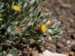 Image of Helichrysum pumilio (O. Hoffm.) Hilliard & Burtt