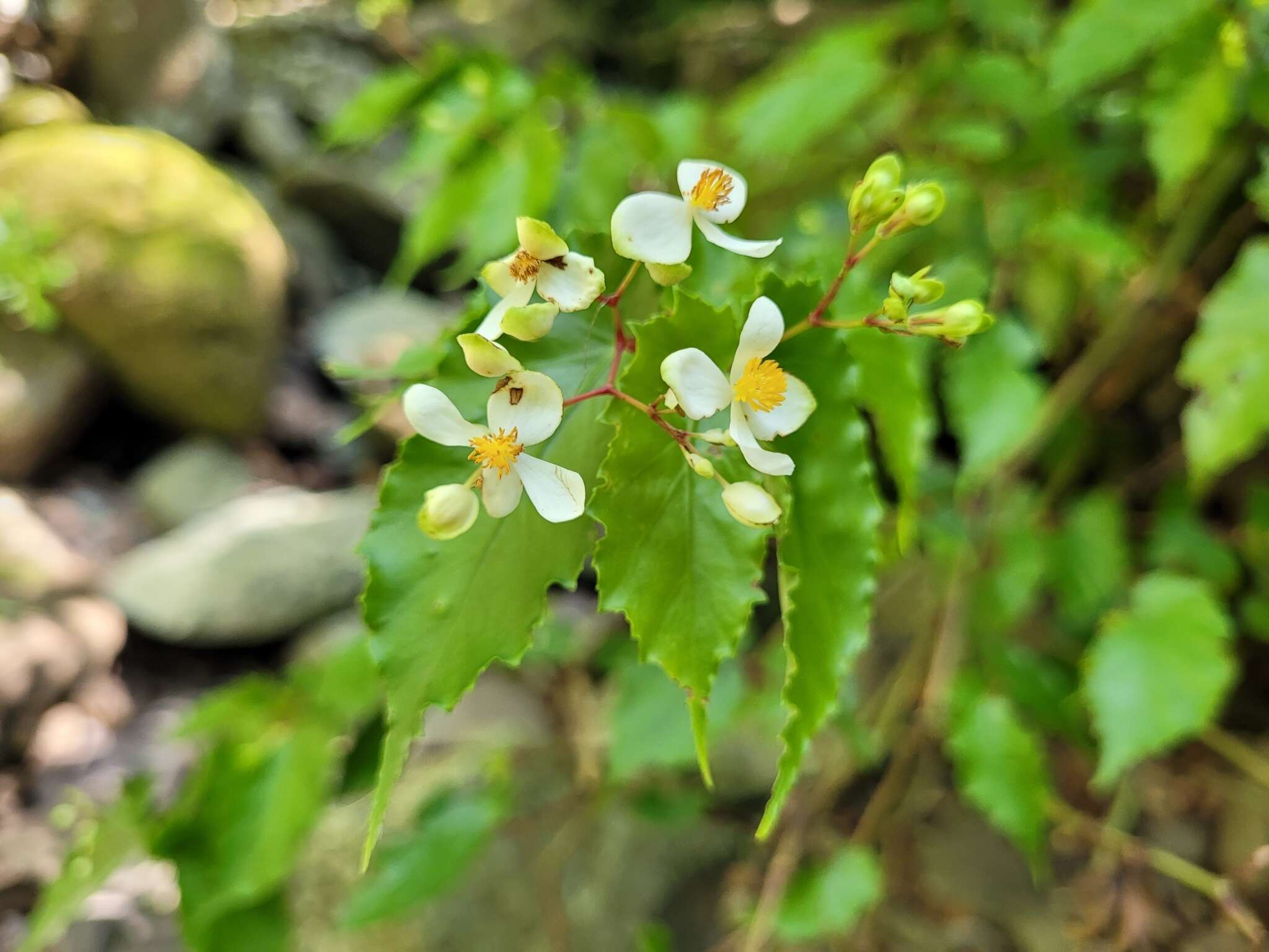 Image of Begonia catharinensis Brade