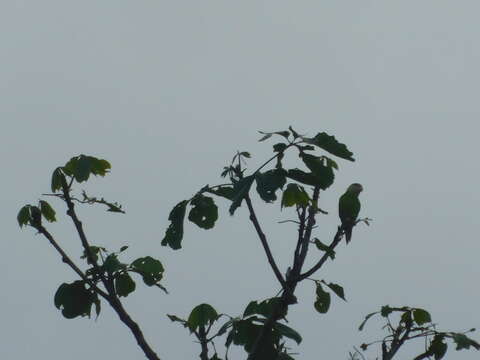 Image of Gray-cheeked Parakeet