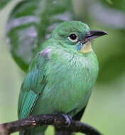 Image of Greater Green Leafbird