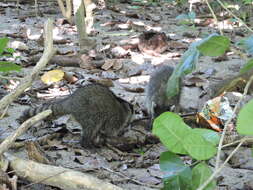 Image of Procyon lotor hernandezii Wagler 1831