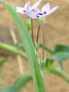 Image of Freesia laxa subsp. azurea (Goldblatt & Hutchings) Goldblatt & J. C. Manning