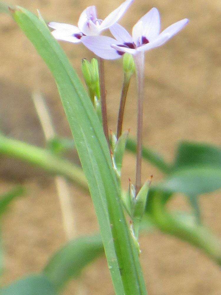 Image of Freesia laxa subsp. azurea (Goldblatt & Hutchings) Goldblatt & J. C. Manning