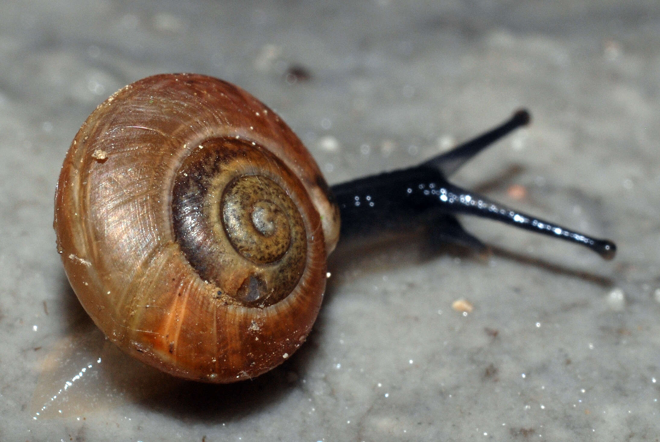 Image of Aegopis verticillus (Lamarck 1822)