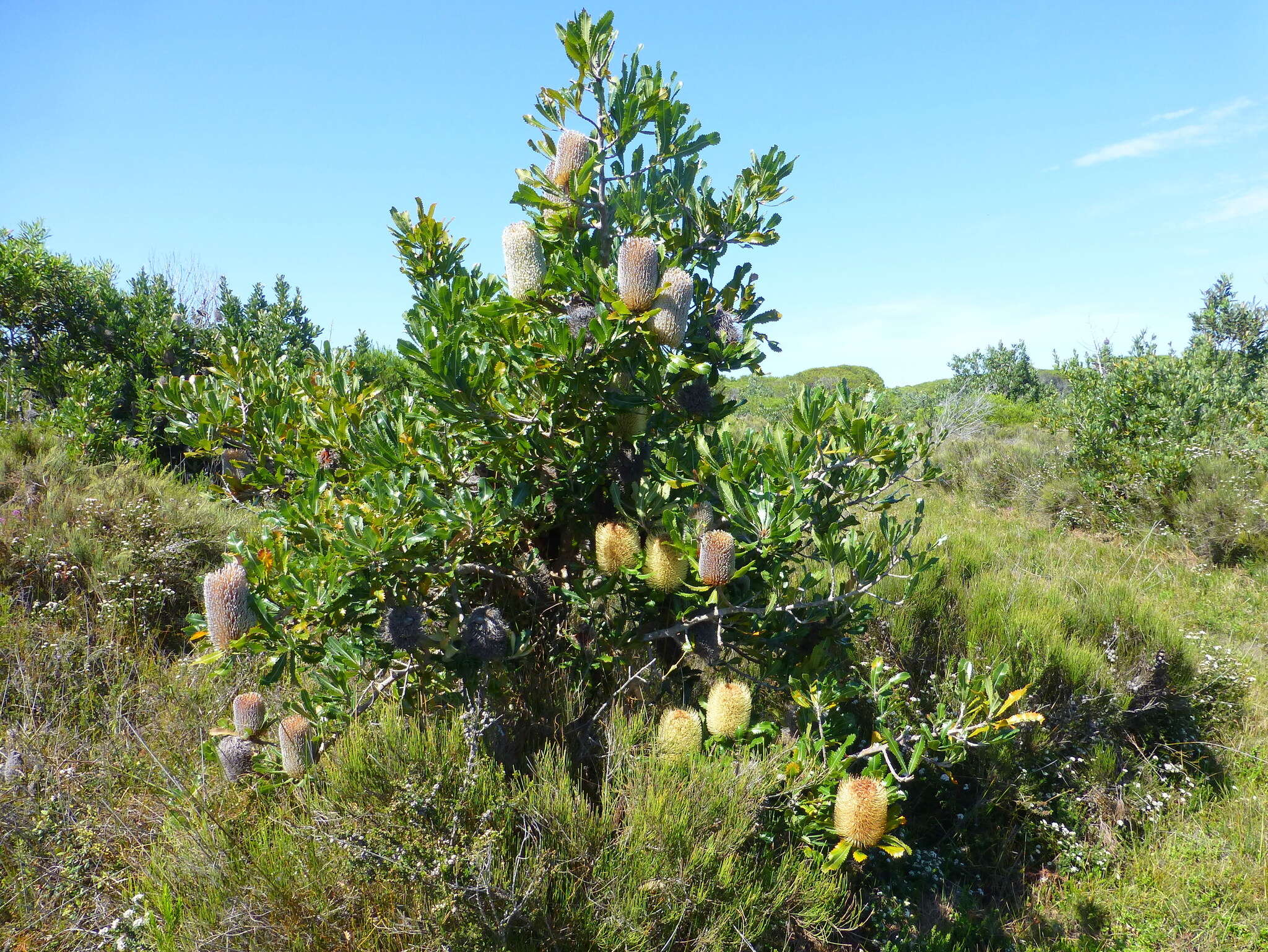 Imagem de Banksia serrata L. fil.