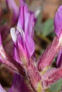 Imagem de Astragalus holmgreniorum R. C. Barneby