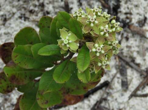 Sivun Asclepias tomentosa Ell. kuva