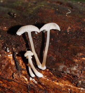 صورة Mycena fumosa Grgur. 2003