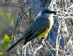 Image of Tropical Kingbird