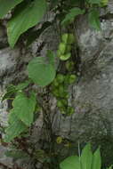 Dioscorea caucasica Lipsky的圖片