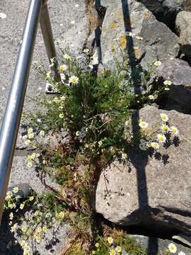 صورة Tripleurospermum maritimum (L.) Koch