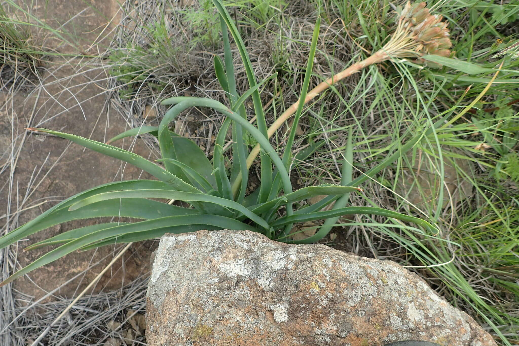 Image de Aloe boylei Baker