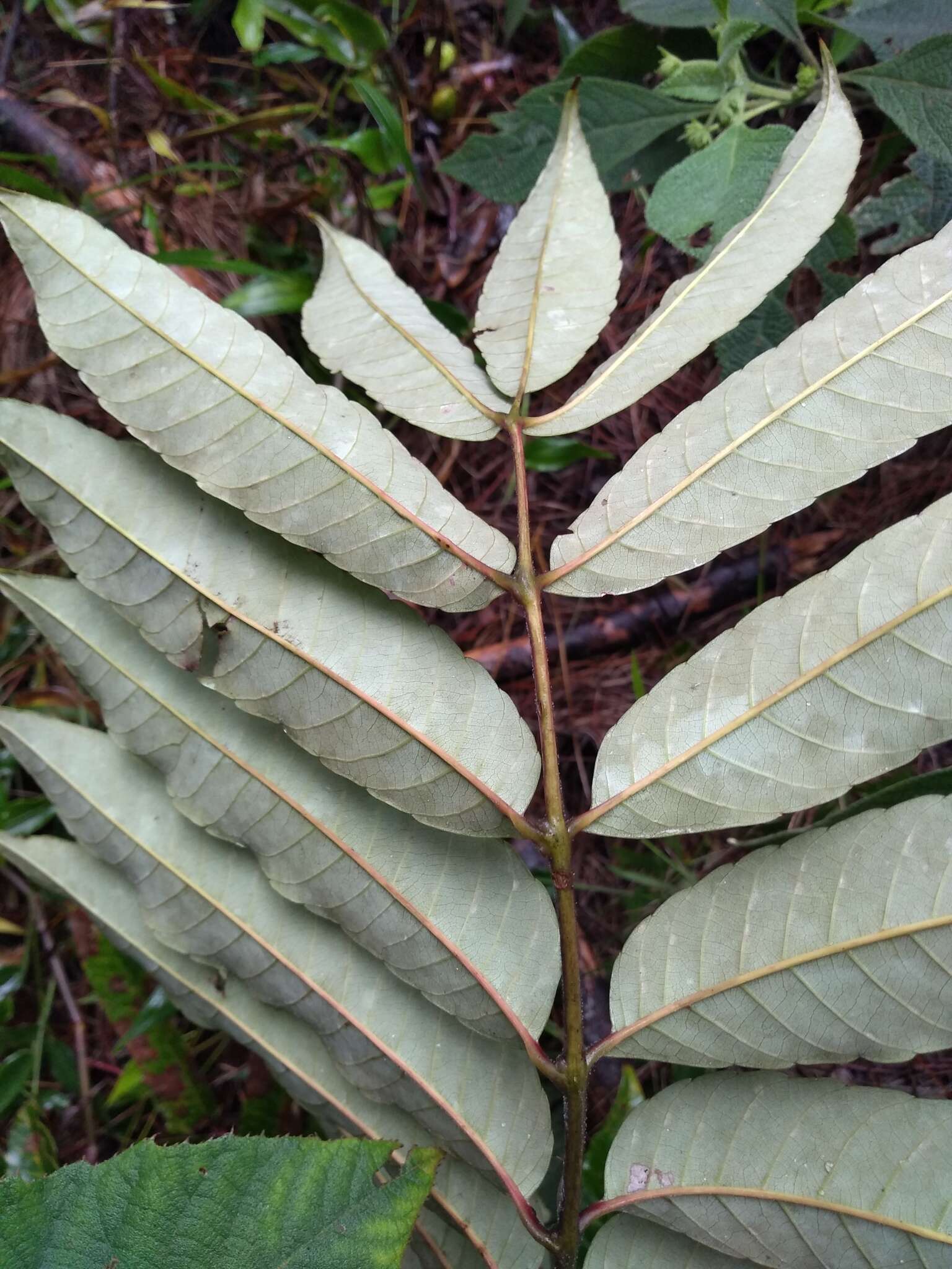 Imagem de Brunellia mexicana Standl.