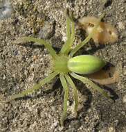 Image of Micrommata virescens (Clerck 1757)