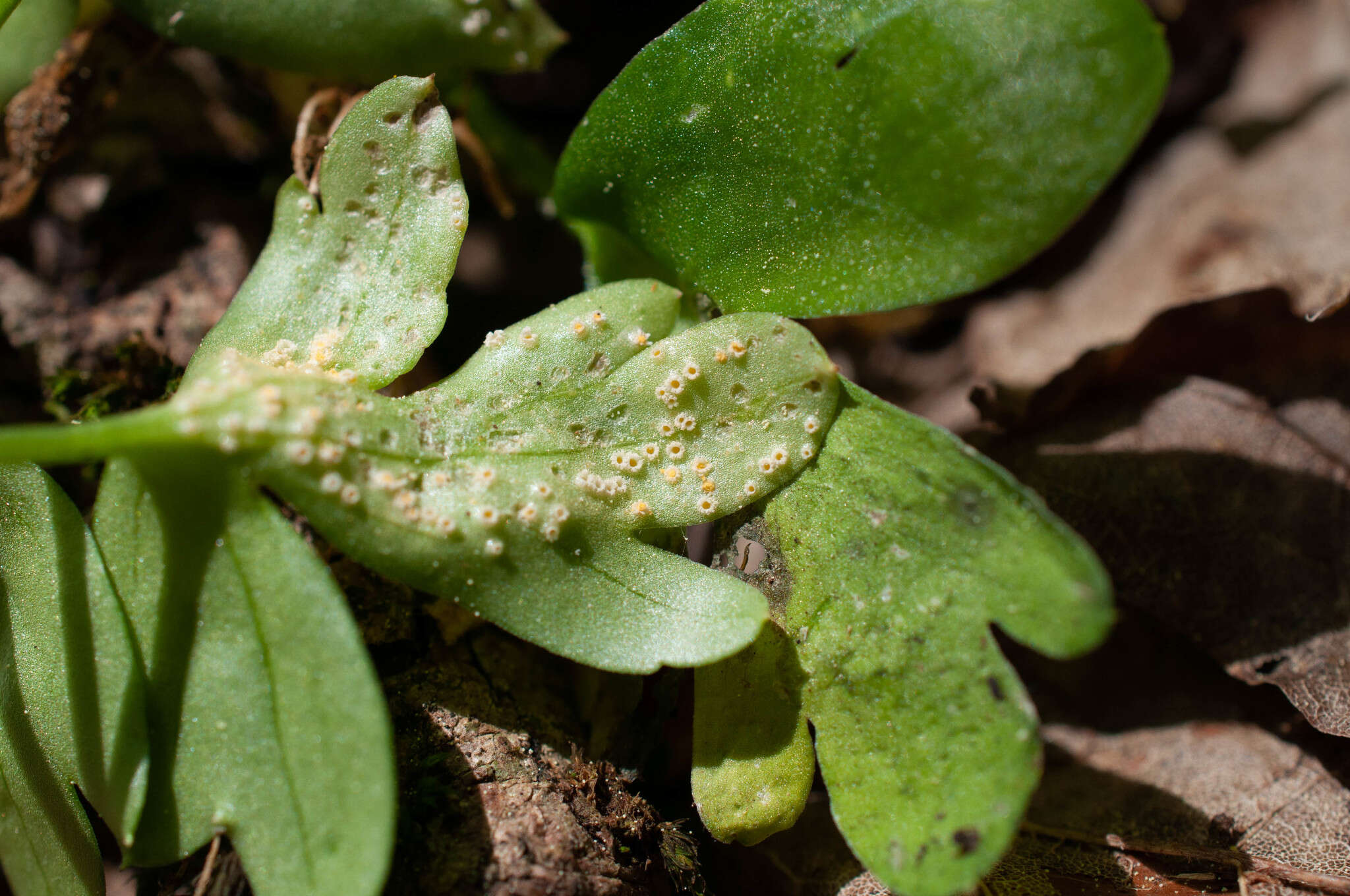 Image of Puccinia albescens Grev. 1889