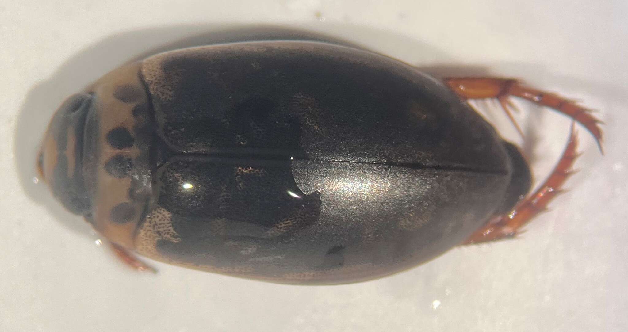 Image of Predaceous diving beetle