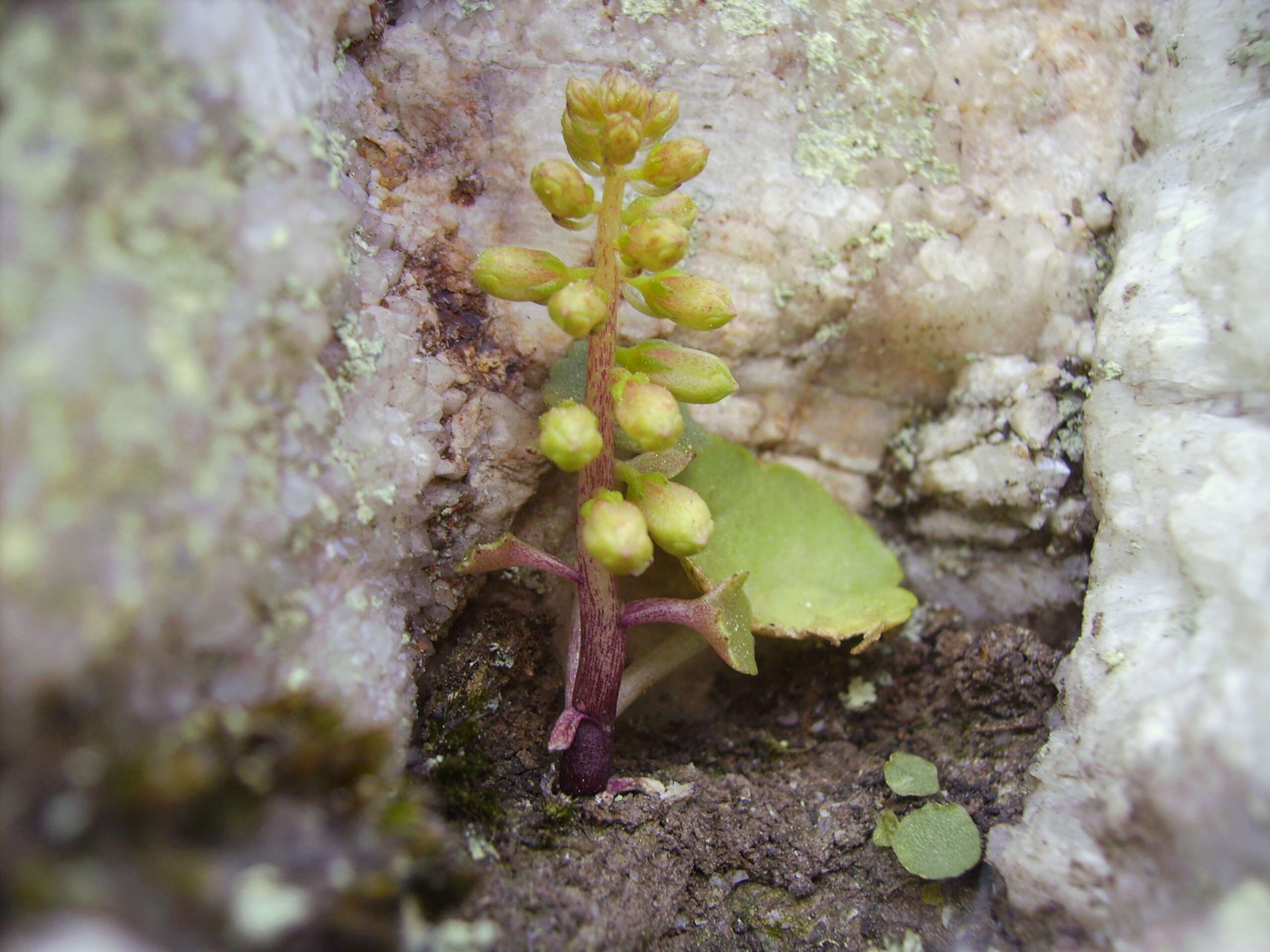 Image of Umbilicus rupestris (Salisb.) Dandy