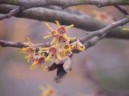 Imagem de Hamamelis vernalis Sarg.