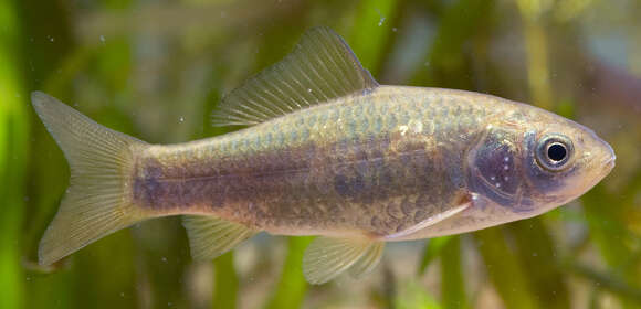 Image de Carassius auratus buergeri