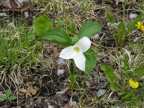 Image of White trillium