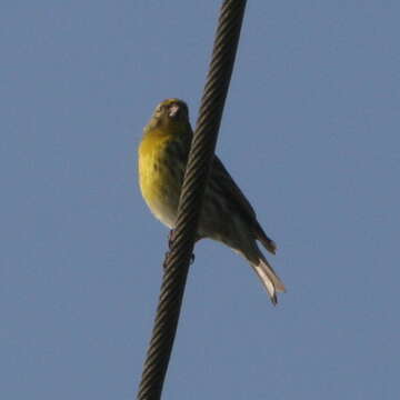 Image of serin, european serin