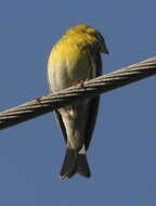 Image of serin, european serin