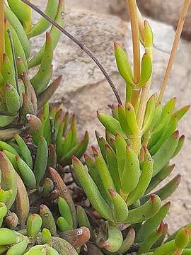 Image of Crassula mollis Thunb.