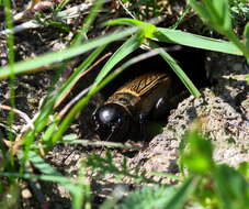 Image of Field cricket