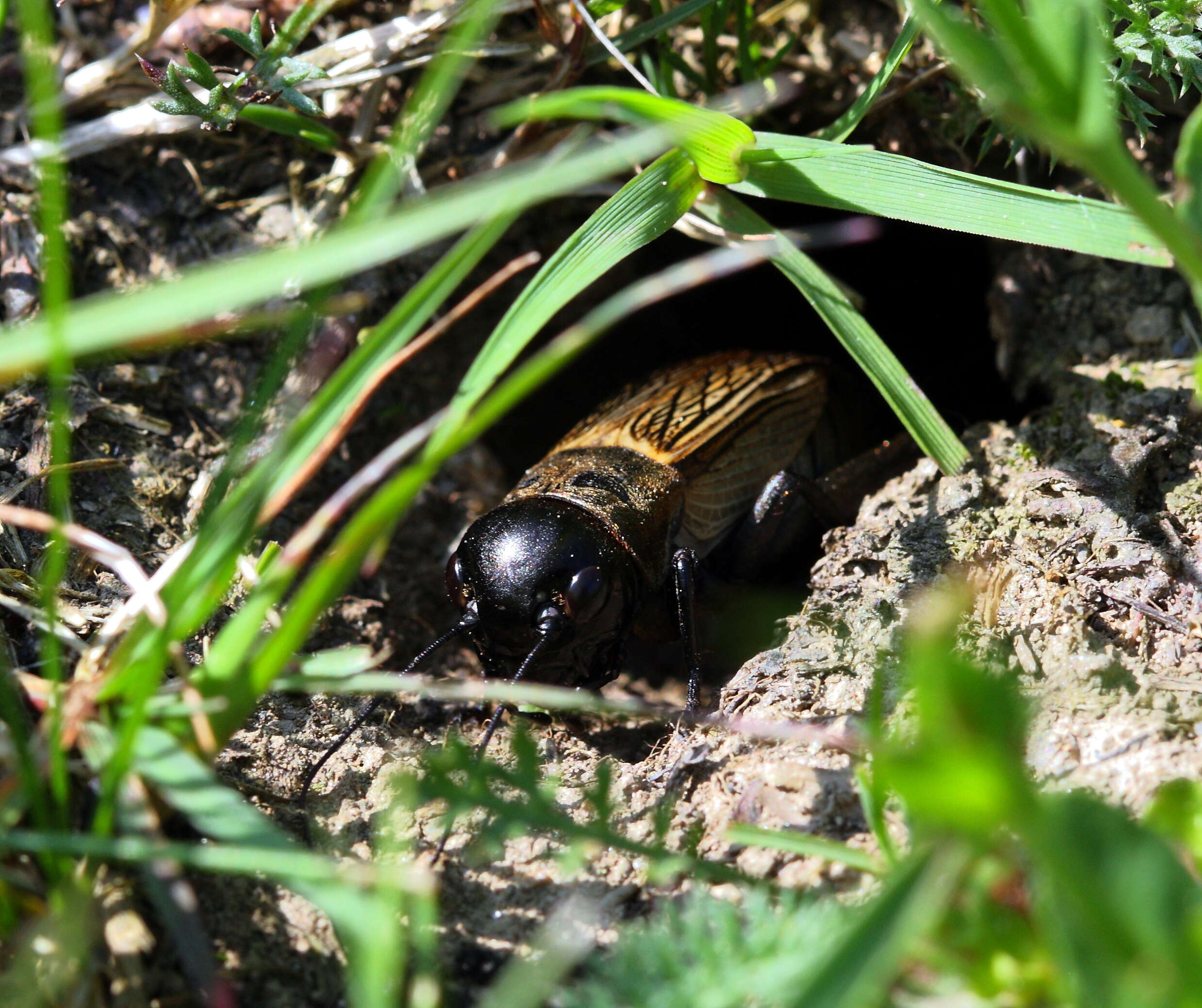 Image of Field cricket