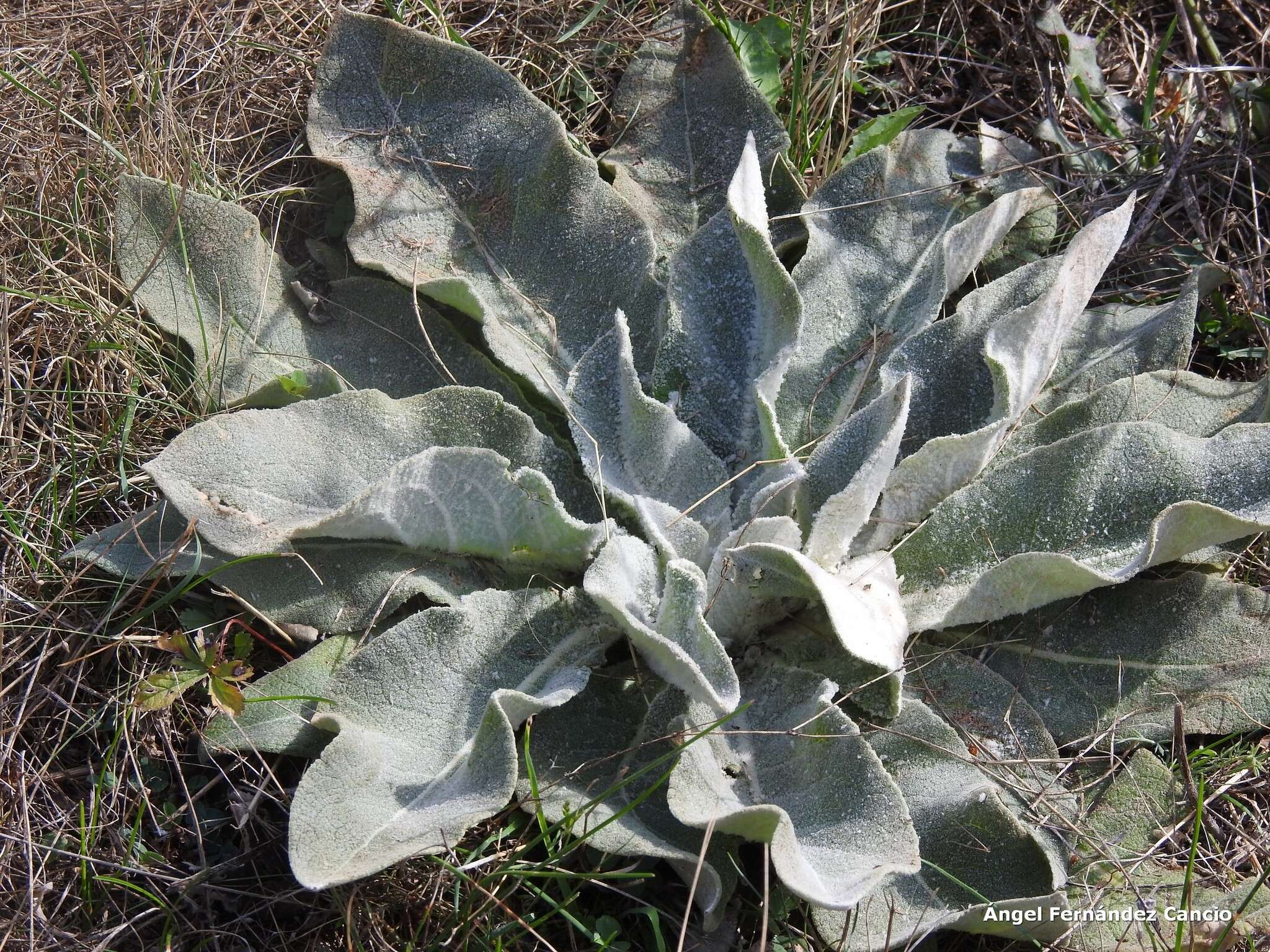 Image of broad-leaf mullein