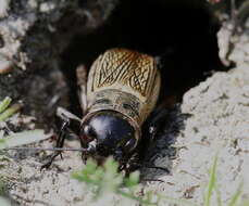 Image of Field cricket