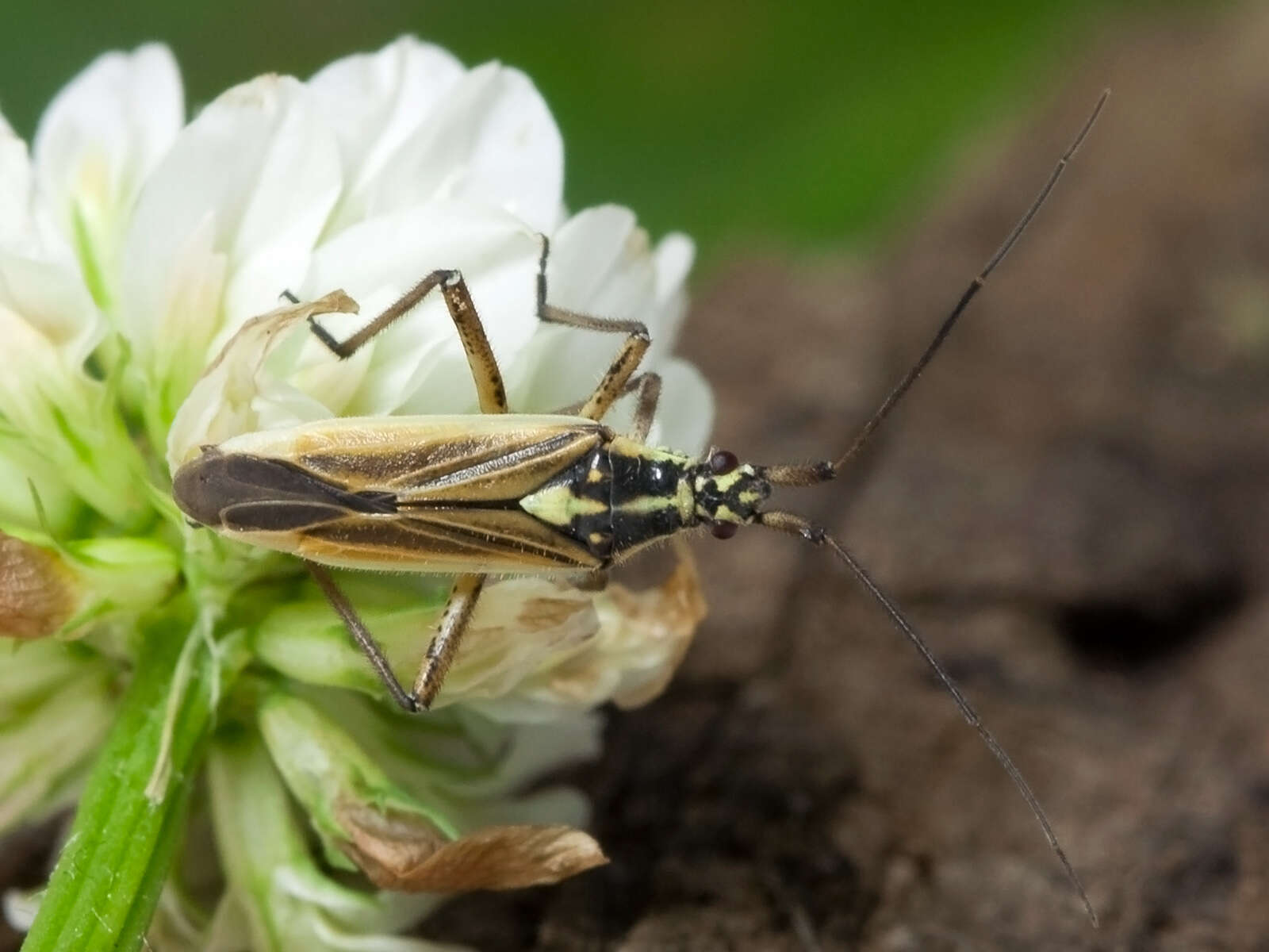 Image of Meadow Plant Bug