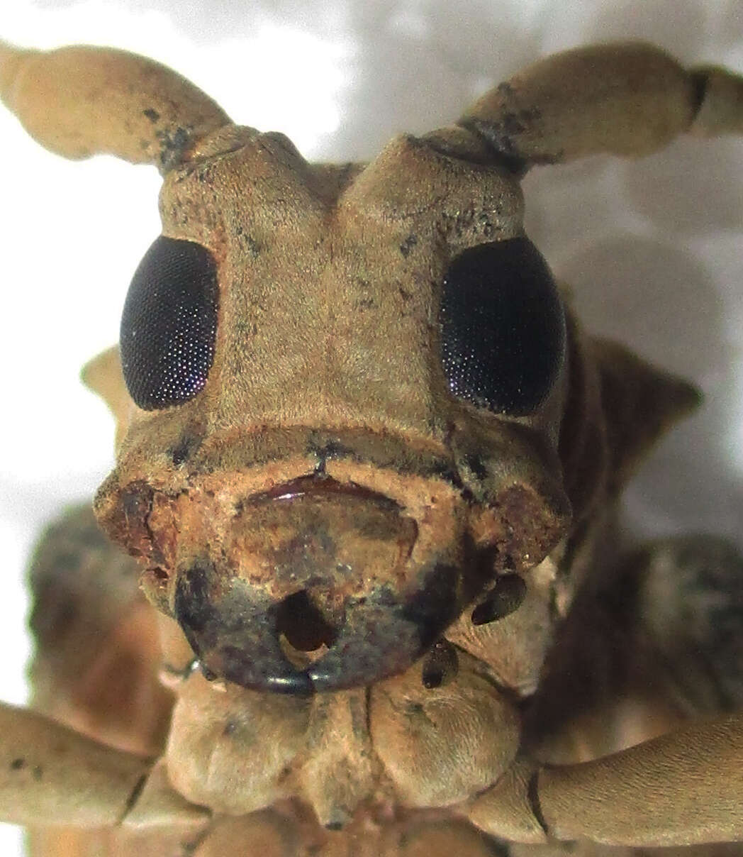 Image of Phryneta semirasa Dohrn 1885
