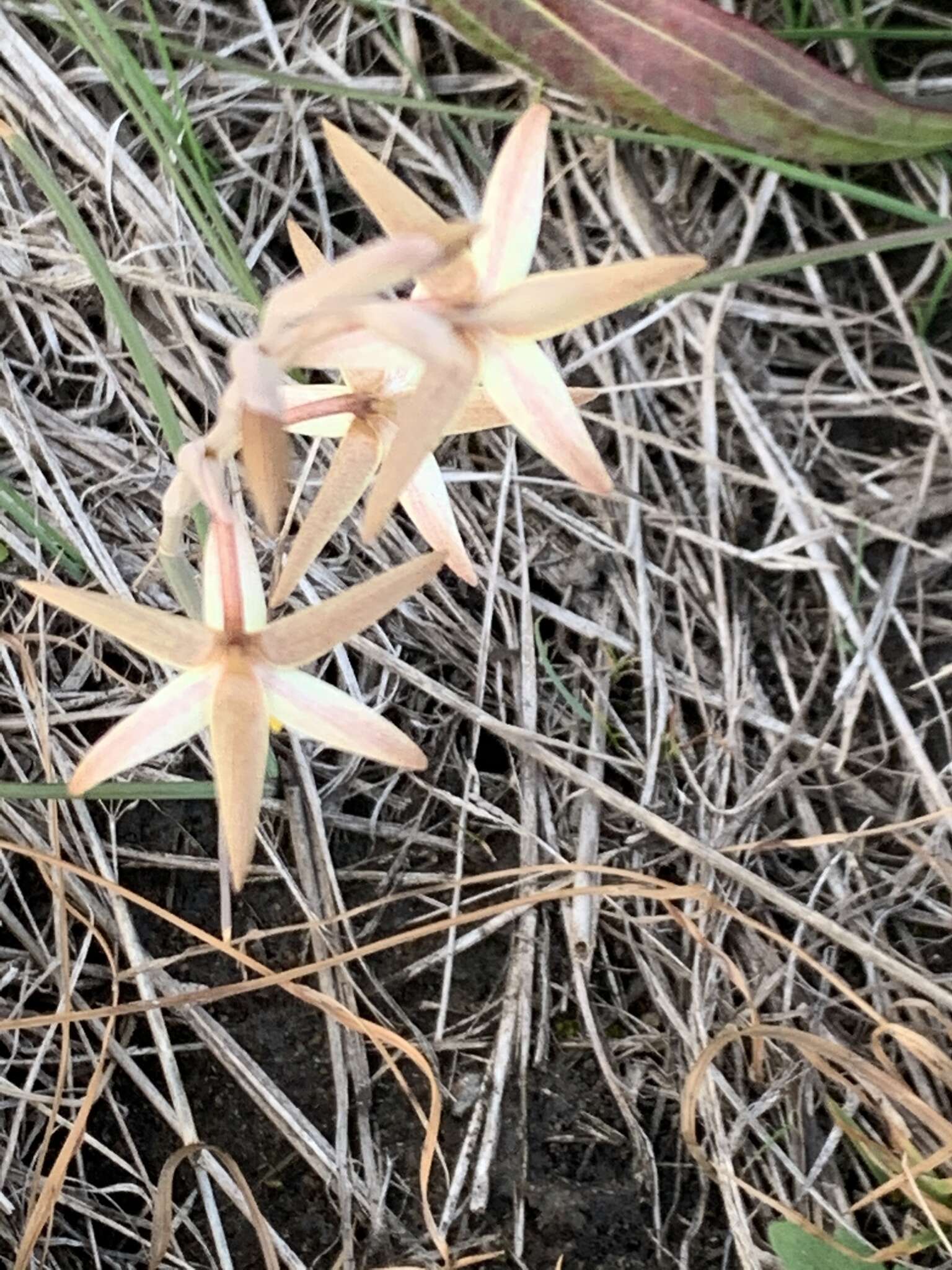 Image of Hesperantha longicollis Baker