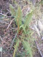 Image de Polystichum speciosissimum (A. Br. ex Kunze) Copel.