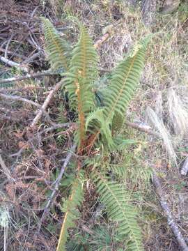 Image of Polystichum speciosissimum (A. Br. ex Kunze) Copel.