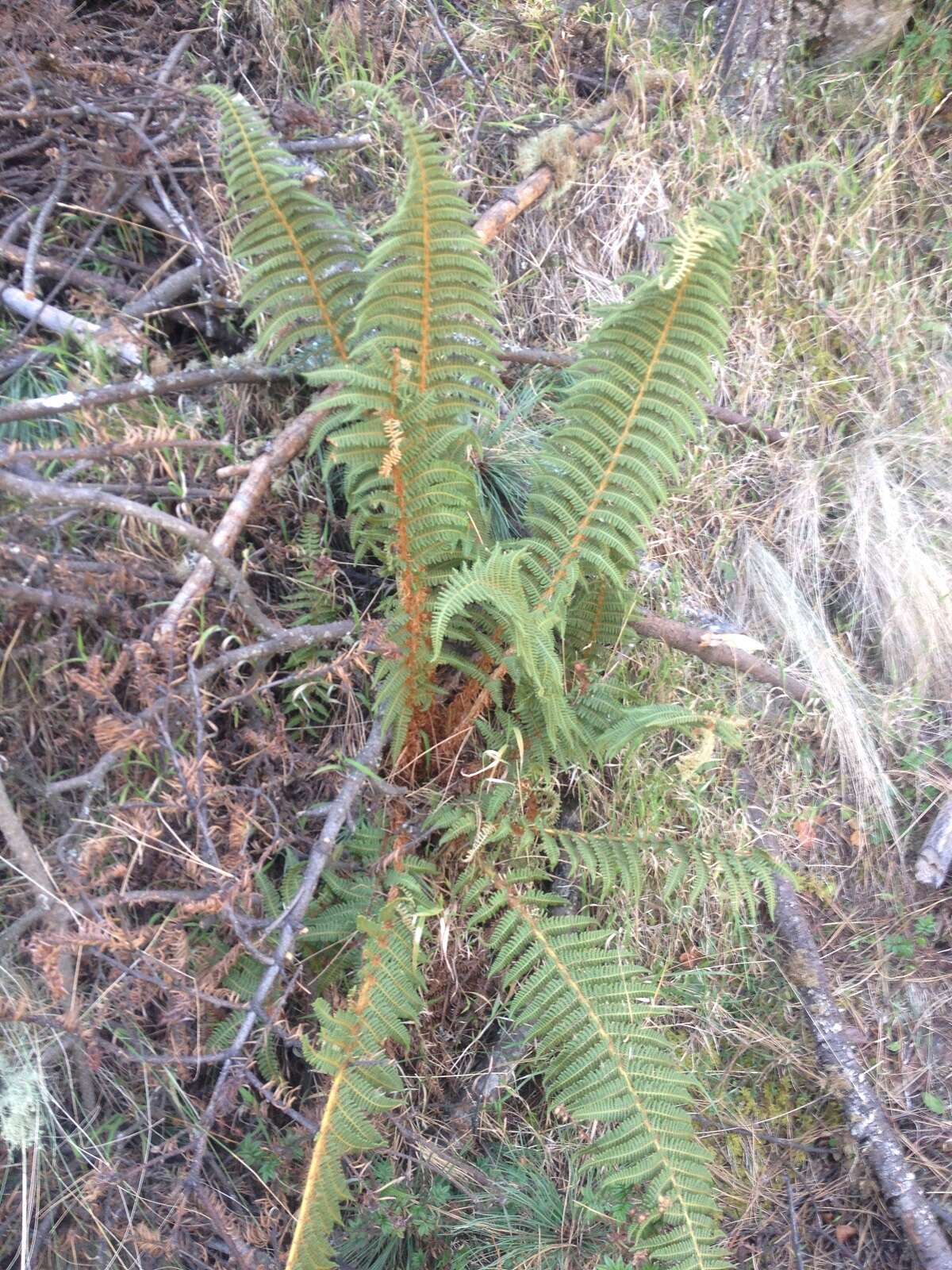 Image of Polystichum speciosissimum (A. Br. ex Kunze) Copel.